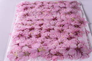Flores Prensadas Naturales de Melocotón para Scrapbooking, Resina Epoxi, Ecológicas - Product Image 5