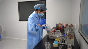 มะม่วงอบแห้งกรอบสีทองของจีนอาหารอร่อยมากผลไม้แห้งซูเปอร์ฟู้ดรสชาติหวาน - Product Image 4