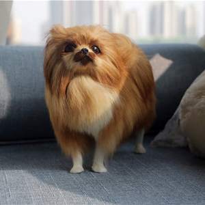 Modèle d'animal de simulation de haute qualité personnalisé, modèle de <span class=keywords><strong>chien</strong></span> pomeranian de simulation, jouets en <span class=keywords><strong>peluche</strong></span>, poupée de <span class=keywords><strong>chien</strong></span>, jouet en <span class=keywords><strong>peluche</strong></span>, cadeau pour enfants et adultes - Product Image 5