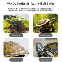 Plateforme Moderne pour Tortues, en ABS, avec Forte Adhérence, Écologique, pour Séchage et Repose, pour Aquarium