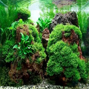 <span class=keywords><strong>Piedra</strong></span> <span class=keywords><strong>pómez</strong></span> natural <span class=keywords><strong>piedra</strong></span> de Lava <span class=keywords><strong>para</strong></span> plantas <span class=keywords><strong>suculentas</strong></span> - Product Image 3