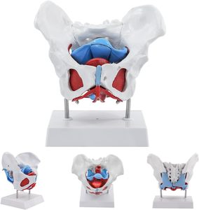Großhandel medizinisches anatomisches weibliches Becken modell mit abnehmbaren Organen für die medizinische Bildung - Product Image 3