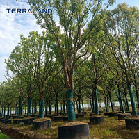 Anneau de contrôle des racines en HDPE résistant aux intempéries pour la plantation d'arbres en extérieur à long terme