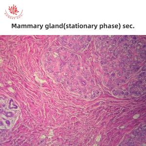 Mikroskop vorbereitete Objektträger des weiblichen Fort pflanzung systems 6 Artikel Eierstock-Folien biologie für pädagogische Zwecke Histologie-Objektträger - Product Image 4
