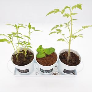 Techome — Pot de plantes d'intérieur en métal, Kit de culture d'herbes, Pot de fleurs en métal blanc avec plateau, 3 pièces - Product Image 2