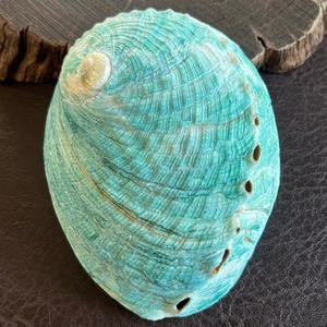 Commercio all'ingrosso in avorio naturale australiano verde Abalone conchiglia di <span class=keywords><strong>mare</strong></span> crudo corno stile con tecnica lucida decorazione artigianale - Product Image 1