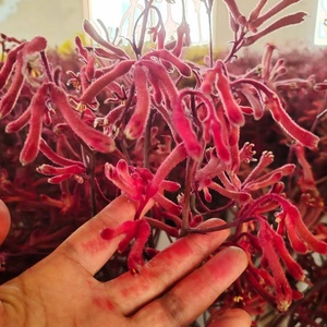 Flor preservada <span class=keywords><strong>de</strong></span> Yunnan, follaje eterno, <span class=keywords><strong>pata</strong></span> <span class=keywords><strong>de</strong></span> <span class=keywords><strong>canguro</strong></span>, plantas preservadas, Anigozanthos para arreglo floral - Product Image 6