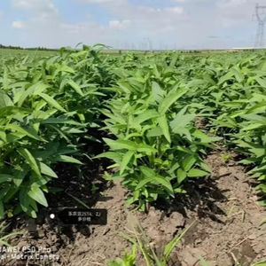 อาหารเสริมไดแอมโมเนียมไฮโดรเจนฟอสเฟตเกรดอาหารสำหรับผักและผลไม้ - Product Image 1