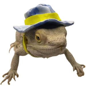 Cappello lucertola vestiti che si arrampicano animali domestici che escono per una passeggiata Cool berretto per animali piccoli animali vestito da criceto vestito Cosplay <span class=keywords><strong>Sculpt</strong></span> - Product Image 5