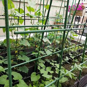 Bastoncino di pomodoro in metallo <span class=keywords><strong>per</strong></span> piante rampicanti da giardino - Product Image 4