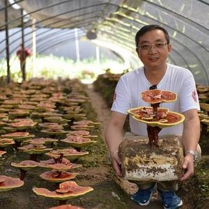 Organik Ganoderma Lucidum özü <span class=keywords><strong>Spore</strong></span> toz kapsülleri <span class=keywords><strong>Reishi</strong></span> duvar-kırık kapsül takviyesi yetişkinler için kapsül - Product Image 3