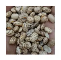 GOOD QUALITY ETHIOPIAN DRIED PINTO BEANS FOR SALE