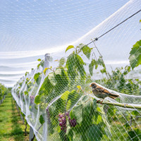 Filet anti-oiseaux en maille diamantée robuste pour la protection des légumes, des fraises, des raisins, du riz, du maïs, des tournesols, des vignes et des vignobles - Vente en gros
