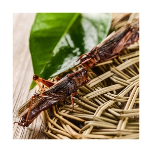 Grasshopper, Insetti Commestibili Best Seller, Mangime per Animali, Grillo Ecologico Fresco - Product Image 6
