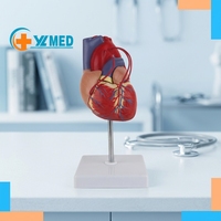 Modèle anatomique en PVC de la chirurgie de contournement du cœur humain pour les étudiants en sciences médicales et la formation des infirmières pour les écoles