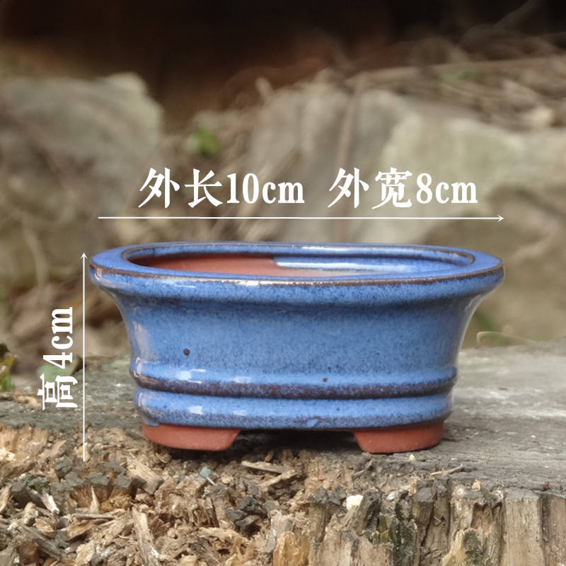 กุหลาบแดง4นิ้วสีน้ำเงินรูปไข่