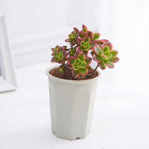 <span class=keywords><strong>Pot</strong></span> de fleurs <span class=keywords><strong>en</strong></span> plastique Vientiane <span class=keywords><strong>en</strong></span> <span class=keywords><strong>pot</strong></span> succulent rose <span class=keywords><strong>en</strong></span> <span class=keywords><strong>pot</strong></span> <span class=keywords><strong>pot</strong></span> <span class=keywords><strong>pot</strong></span> de fleur de bureau - Product Image 2