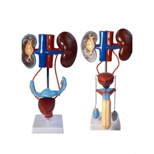 Nam Hệ thống sinh dục giải phẫu mô hình-Giải Phẫu chính xác cho giảng dạy Y Tế & Nghiên Cứu tiết niệu - Product Image 4