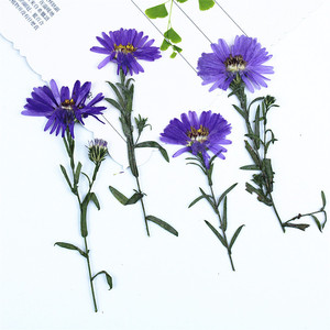 Fleurs d'<span class=keywords><strong>aster</strong></span> violettes séchées et pressées à faire soi-même avec tiges pour la fabrication de bougies, l'intégration dans le savon, la résine époxy et la décoration artisanale - Product Image 4