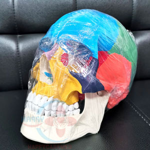 Modelo anatómico de <span class=keywords><strong>huesos</strong></span> humanos para colorear, modelo de hueso de calavera grande Natural, 2017 - Product Image 1