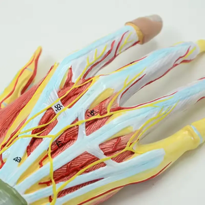 Modelo de Anatomía de músculo humano de mano extraíble de ciencia médica, modelo de <span class=keywords><strong>esqueleto</strong></span>, modelo de nervio de vaso sanguíneo principal, 7 piezas de mano - Product Image 4