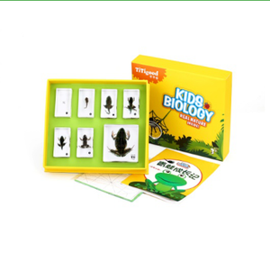 Gelsonlab HSKS-1719 Piccolo granchi e granchi eremita in riva al mare Incorporato biologico campioni Insegnamento incorporato campioni - Product Image 5