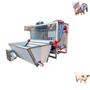 Machine d'épluchage des poils pour abattoir de porcs, capacité 10 têtes par jour, équipement d'abattage - Product Image 4