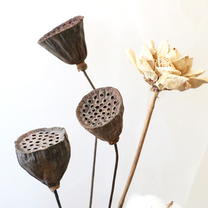 Fiori e Piante Essiccate all'Ingrosso per Decorazioni Domestiche, Ideali per Lauree e Halloween, Inclusi Viburnum e Baccelli di Loto Essiccati - Product Image 6