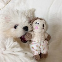 ZHONGYA Accessoires pour animaux de compagnie : Jouet sonore en peluche mignon pour animaux, lapin doux et durable, pour la dentition, le jeu quotidien et le jeu de rapport, Fournitures pour chiens