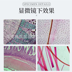 50 lamelles biologiques avec étiquettes bilingues (anglais et chinois) ; équipement de laboratoire standard pour microscopes et applications biologiques - Product Image 3