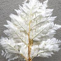 Prefleur vraies fougères blanches stabilisées préservées bricolage artisanat guirlandes de mariage décorations pour la maison Bouquets Graduation Halloween Pâques
