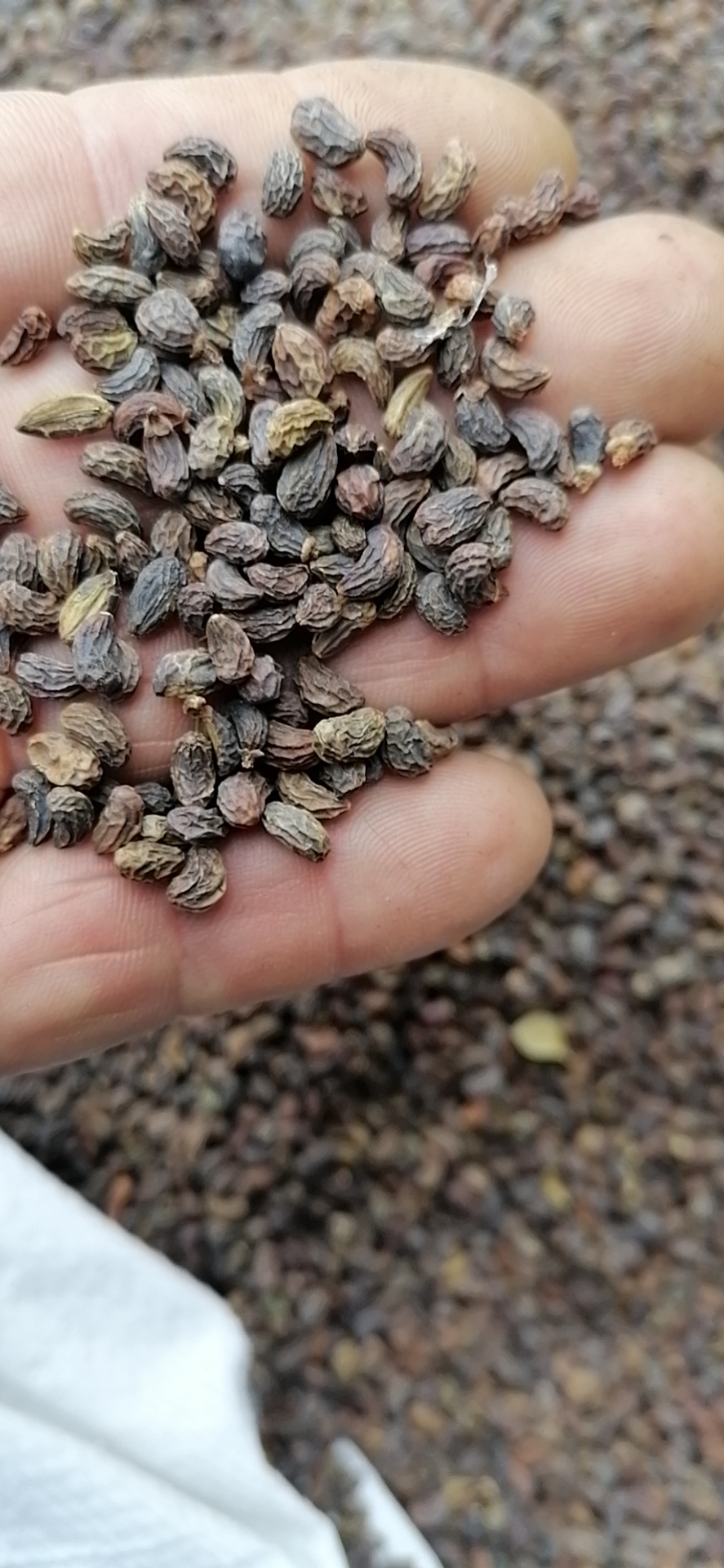 Dried Ligustrum Lucidum Fruits - Raw Glossy Privet Fruit from China,  Wholesale Dried Fruits for Food & Beverage Industry