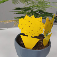 Vente directe d'usine pièges collants jaunes tueur de mouches à fruits pièges pour insectes de plantes volantes avec différentes formes