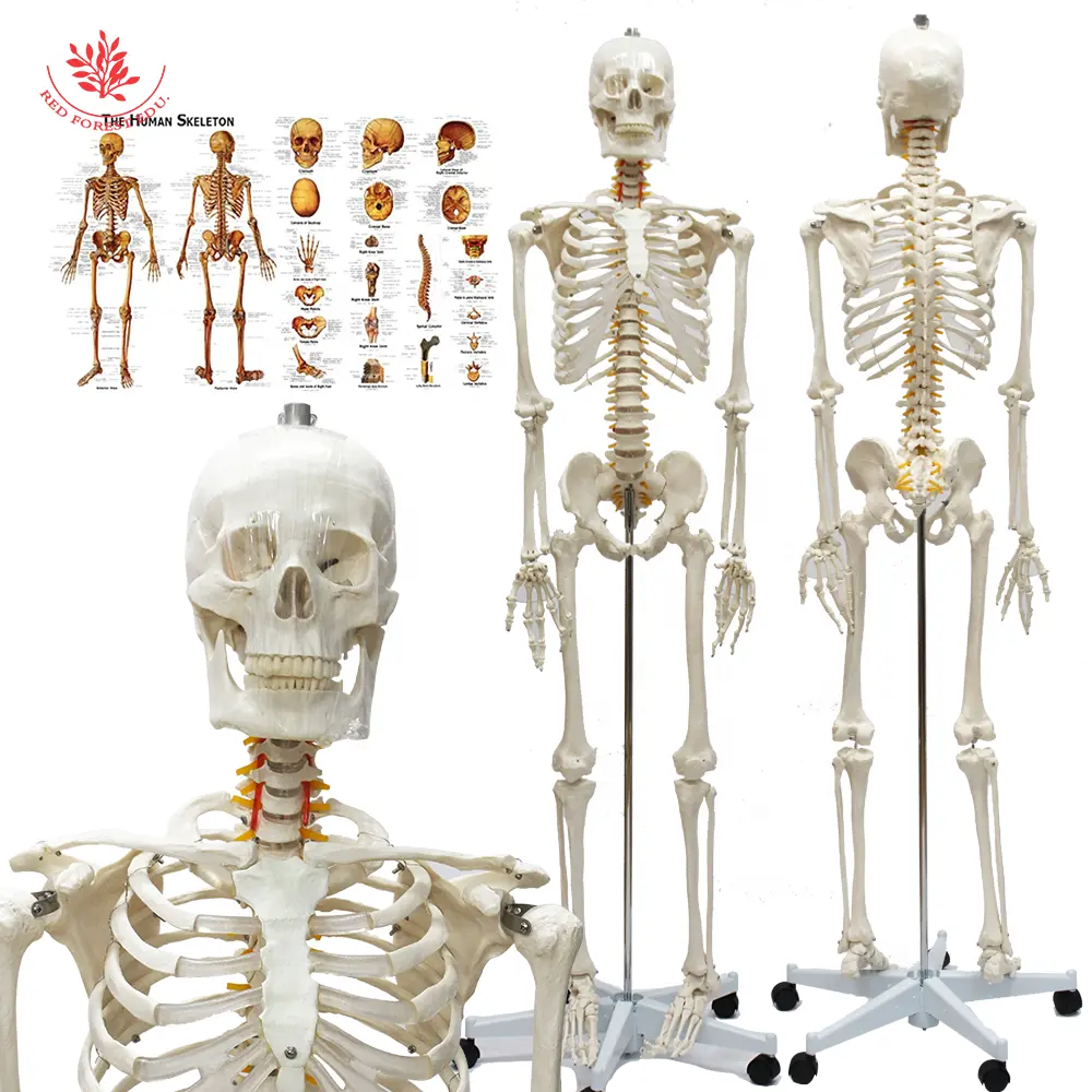 FRT001 Life Size Skeleton Model Teaching Resources 180cm esqueleto Real Bone Texture Includes Nerve Root Medical Science Anatomy