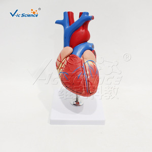 Cœur à haute précision, grossissement 1,5x, 4 composants, affichage des valves cardiaques détachables, outil pédagogique d'anatomie. - Product Image 1