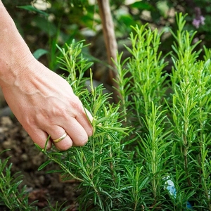 Vente en gros et thé aux fleurs séchées naturel vente en ligne d'herbes séchées tisane au <span class=keywords><strong>romarin</strong></span> - Product Image 6