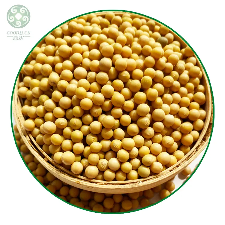 למעלה איכות ללא GMO סויה זרעי נבט סויה צהוב סויה מיובש בתפזורת אורגני סויה שעועית