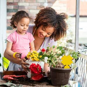 Sticky Fruit Fly Traps for Indoors Gnat Traps for House Indoor Plant Gnat <strong>Killer</strong> Fungus Sticky Trap for Insects Flies - Product Image 3