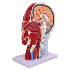 Modelo Anatómico Sagital <span class=keywords><strong>de</strong></span> Cabeza y Cuello Humano, Modelo Superficial <span class=keywords><strong>de</strong></span> Cabeza para Enseñanza Médica - Product Image 2