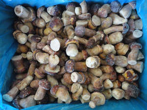 Sinocharm Seta Porcini Frozen Boletus <span class=keywords><strong>Edulis</strong></span> - Product Image 2