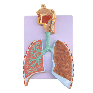 Buy Lung Anatomy Model, Life Size Respiratory System Model-Longitudinal Section Of Head Throat And Lungs Alveolar Lung Bronchus Mouth Nose Throat Medical Anatomy Educational Teaching Tool - View #7