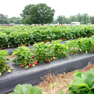Agricultura Invernadero Plantas Cubierta del suelo Hojas de mantillo <span class=keywords><strong>Precio</strong></span> Película de mantillo negro - Product Image 3