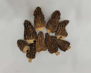 Toptan fiyat organik kurutulmuş Morel mantar Morilles yüksek kalite taze kurutulmuş morchella mantar mantar - Product Image 4