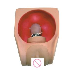 Modelo de Entrenamiento para la Práctica de la Anticoncepción Femenina, Simulador de Demostración para la Enseñanza de DIU - Product Image 1