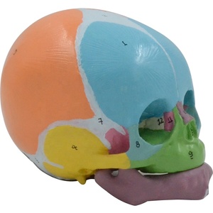 Modelo de calavera infantil de colores 1:1, identificación Digital, huesos frontales, fontanelas, Anatomía Mandibular, material didáctico, pantalla médica - Product Image 1