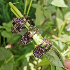 P9 Offre Spéciale Phalaenopsis Fleur Clips En Plastique <span class=keywords><strong>Jardin</strong></span> Décoration <span class=keywords><strong>et</strong></span> Concombre Greffage Pot Clip pour La Maison Pépinière Conception Forme - Product Image 6