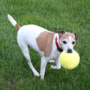 Cina OEM/ODM Puppy Tender Tuffs Ball Tough peluche Dog Toy palla rotonda colorata con Squeaker resistente alle forature - Product Image 2