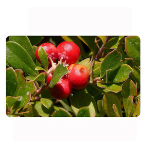 Mascarilla Blanqueadora e Iluminadora para Hombre, Hidratante, Refrescante y Controladora de Grasa para Mejorar la Mascarilla Blanqueadora que Oscurece la Piel. - Product Image 6