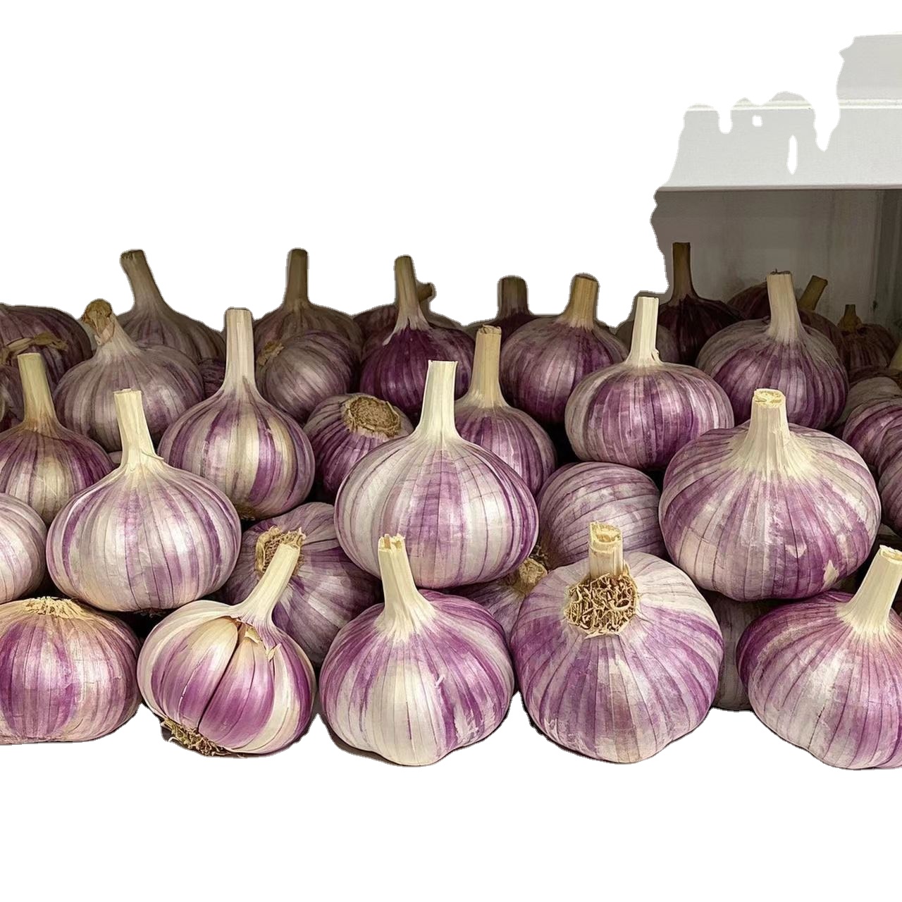 Best Selling 6cm Chinese Fresh Garlic Purple White Black Red Green Sweet Green Dry Wholesale Exporter from Price Sack Supplier