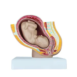 태아 모델 의료 교육 인간 여성 태아 임신 9 개월 여성 골반 9 개월 태아 의료 모델